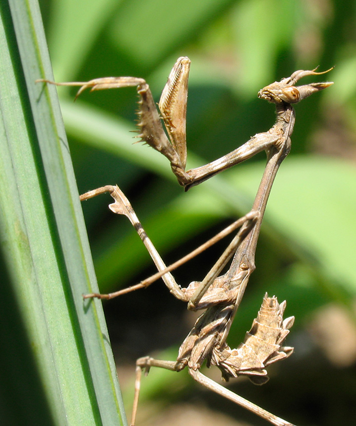 Empusa fasciata Brulle