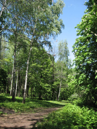 По тропе весеннего парка