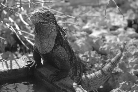 Iguana