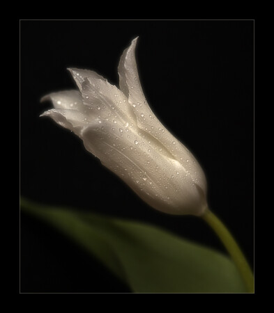 Цветочная серия (4)