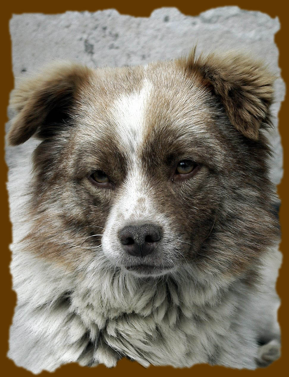 DOBRI
