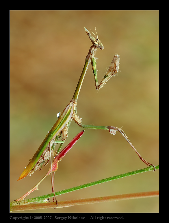 Empusa 