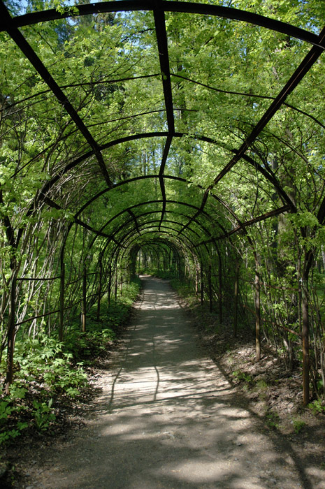 Зачарованный лес