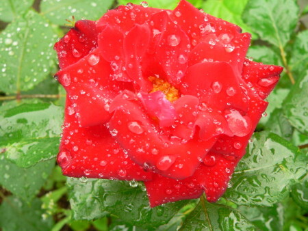 Летний дождь..