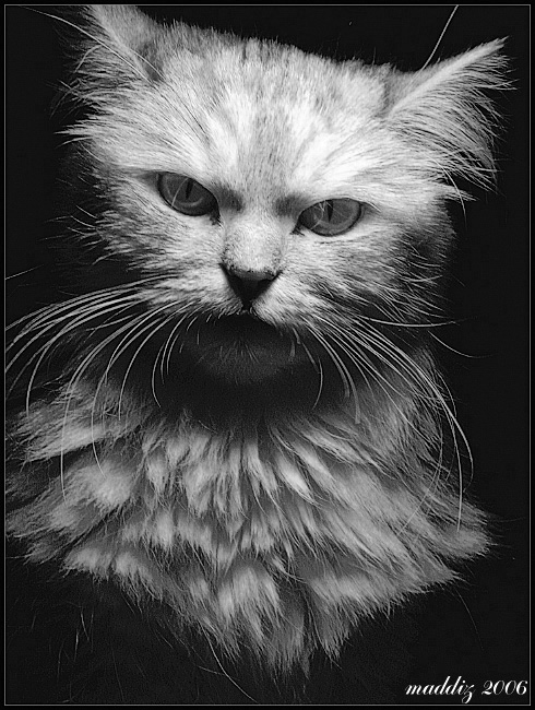 Кот Бегемот