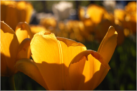 Солнечное настроение