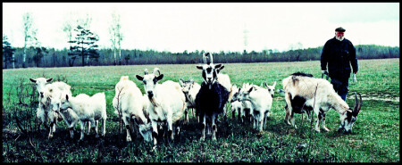 GOAT KING