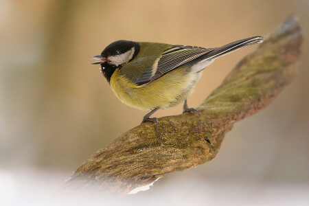 Большая синица