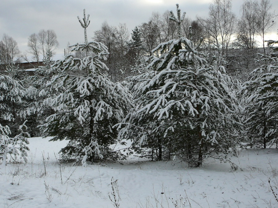 Зимний лес