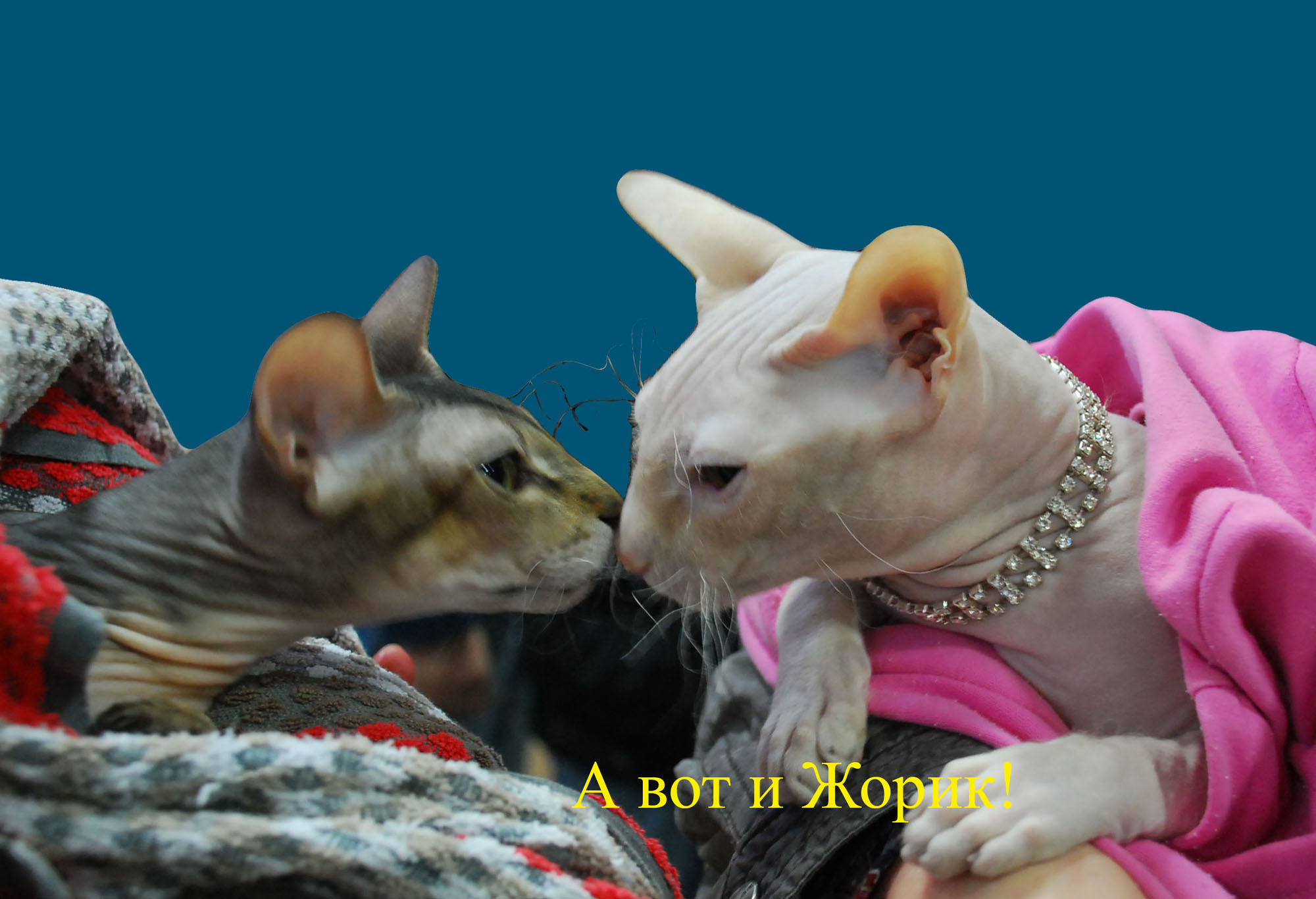 встреча без галстуков