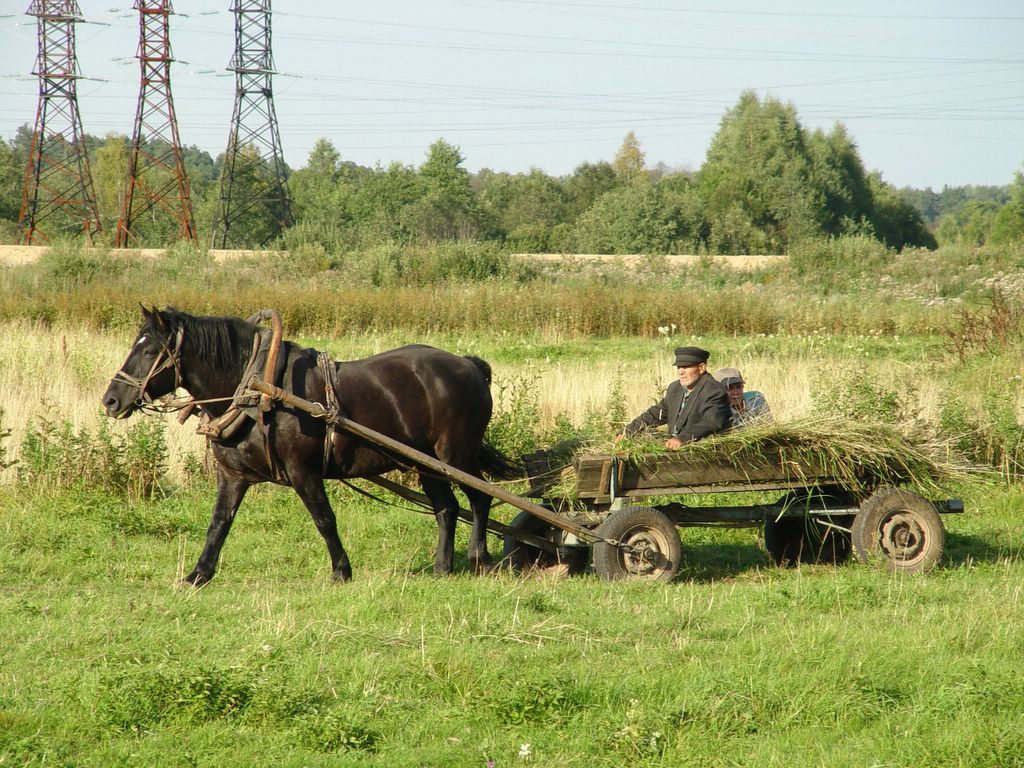 Хорошо в деревне летом