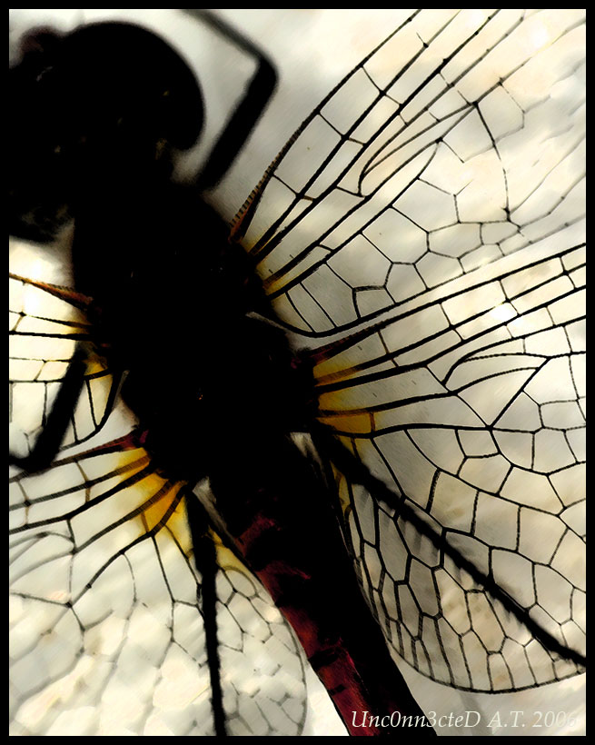 Sympetrum striolatum