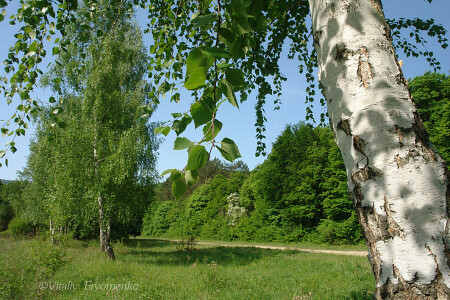 Крымские березы