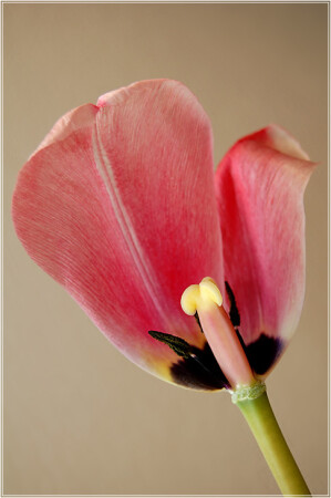 Прощание с весной