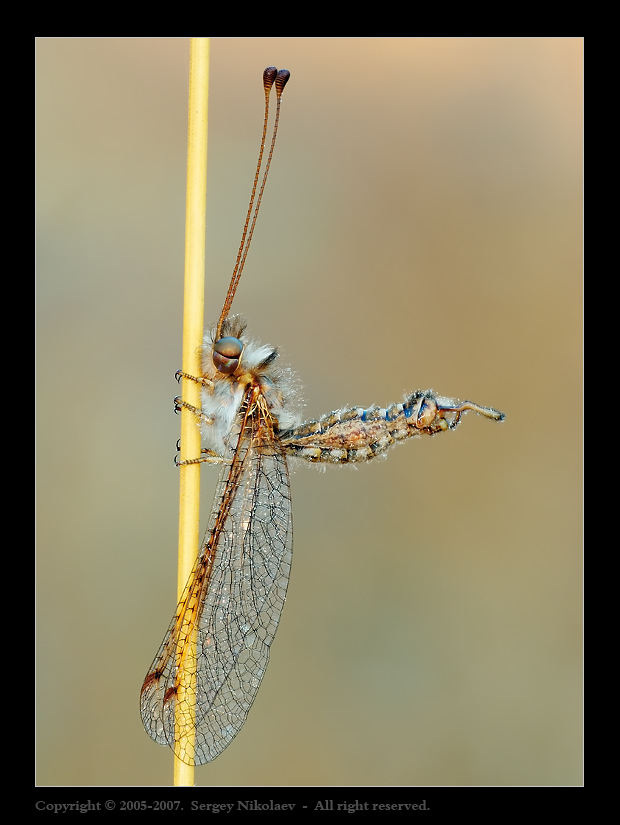 Гимнаст (Ascalaphus) 