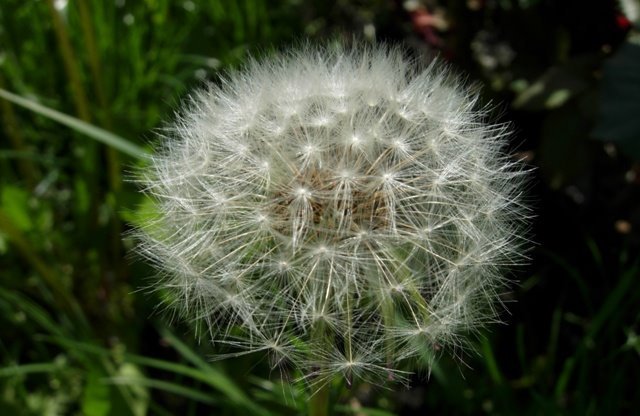 Dandelion