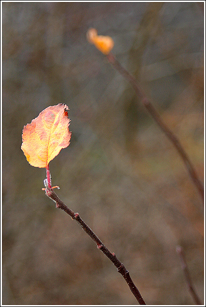 Lifelines II