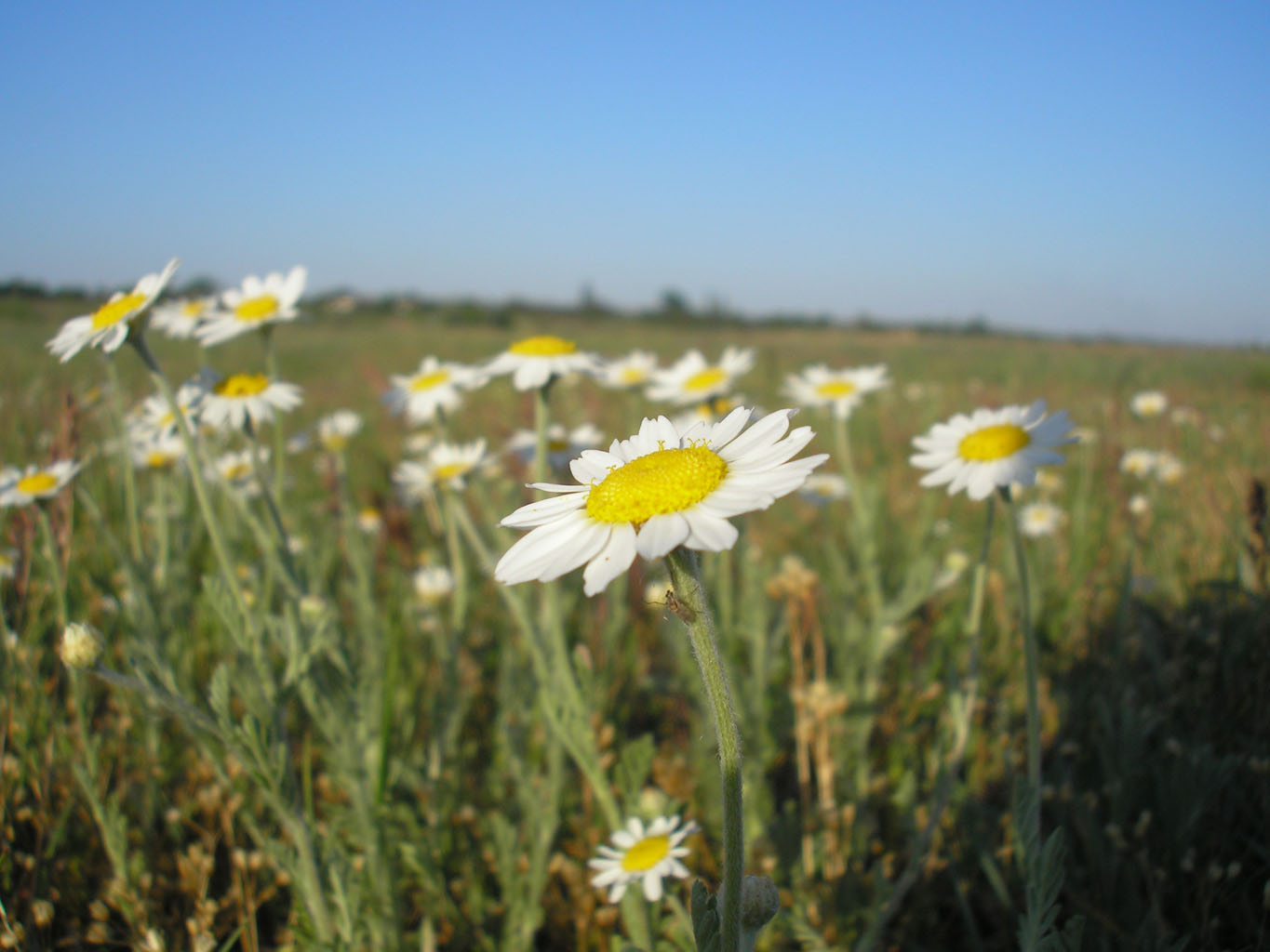 Ромашки