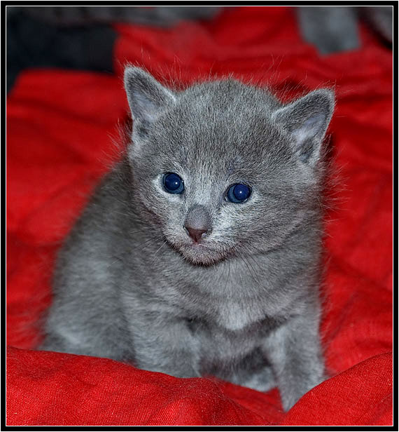 Котятка