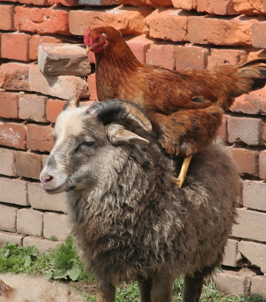 А ну пшёл галопом