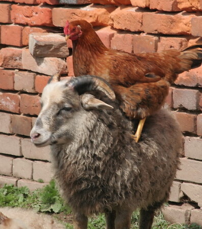 А ну пшёл галопом