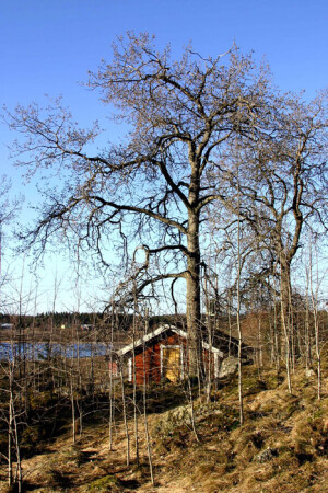 В финской глубинке.
