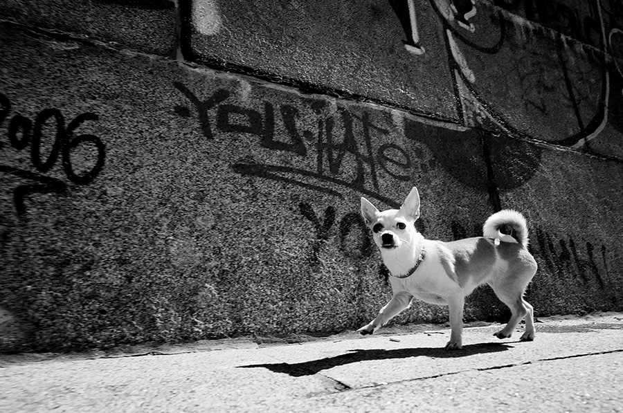Elliott Erwitt's Day