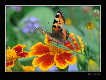 butterfly