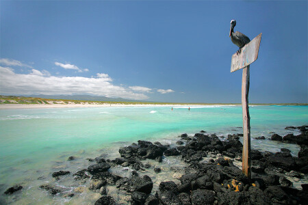 Tortuga beach