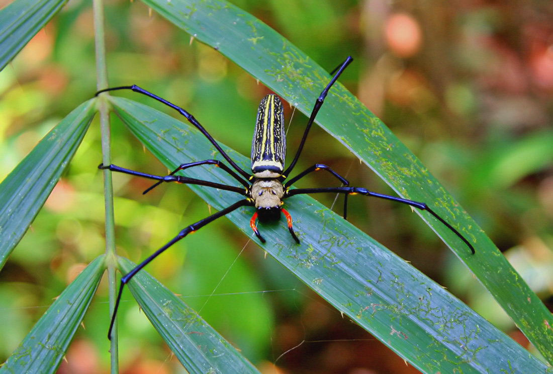 Паук Nephila sp. Самка.