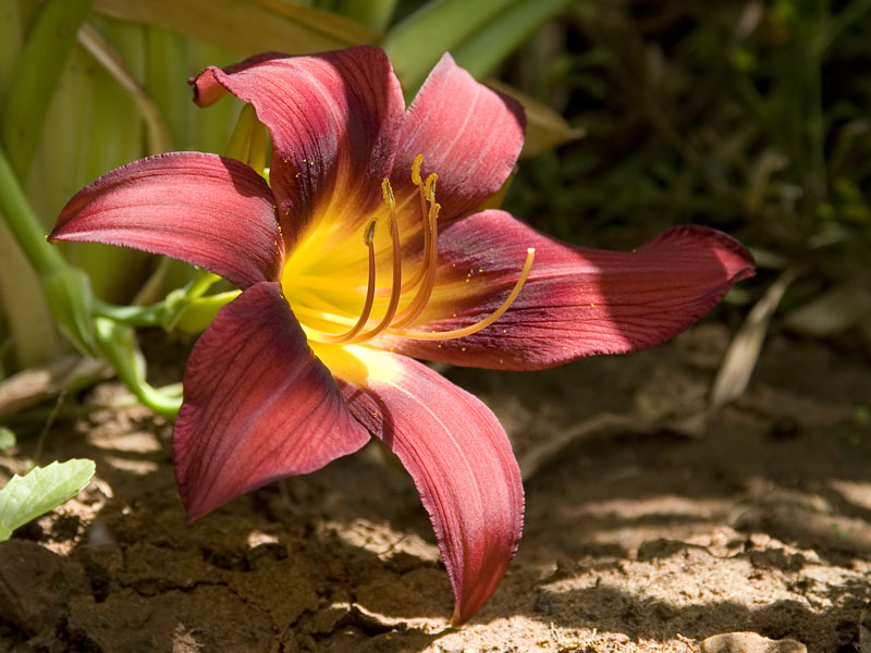 25729 Hemerocallis: Close to the earth