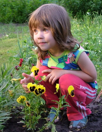 Анютины глазки