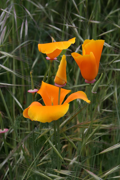 Tulip Family