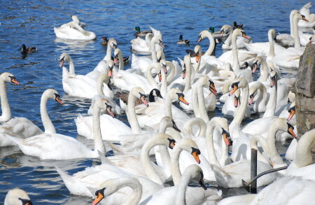 Royal Swans