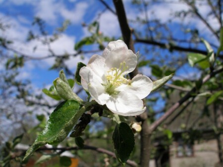 Весна. Май. Яблоня.