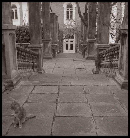 Foros_cat