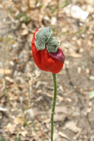 Новорожденный :)