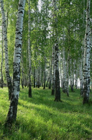 Берёзовая роща