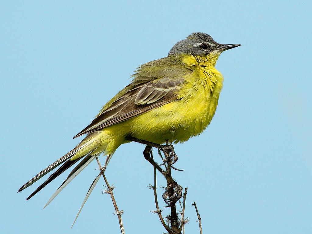 RUS-CANARY