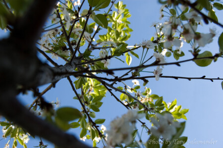 Цветение весны