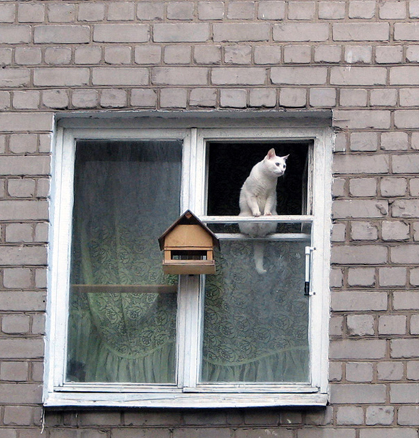 Кошка на окошке