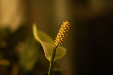 спатифиллум...