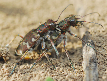 Про любоффь