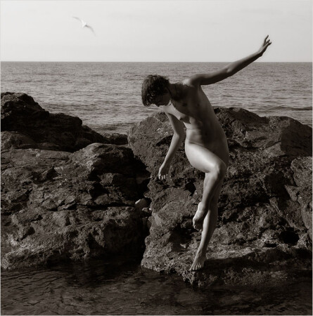 Seagull