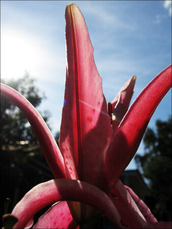 Royal Lily