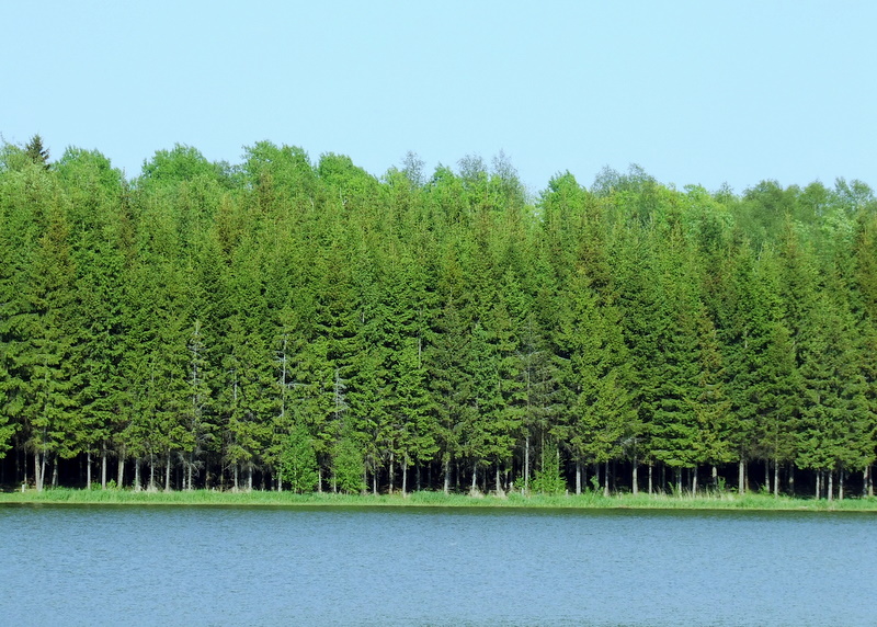 лесо-полоса