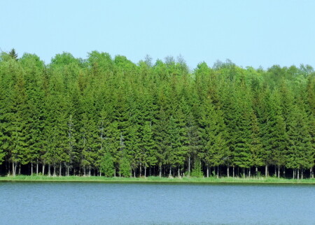 лесо-полоса