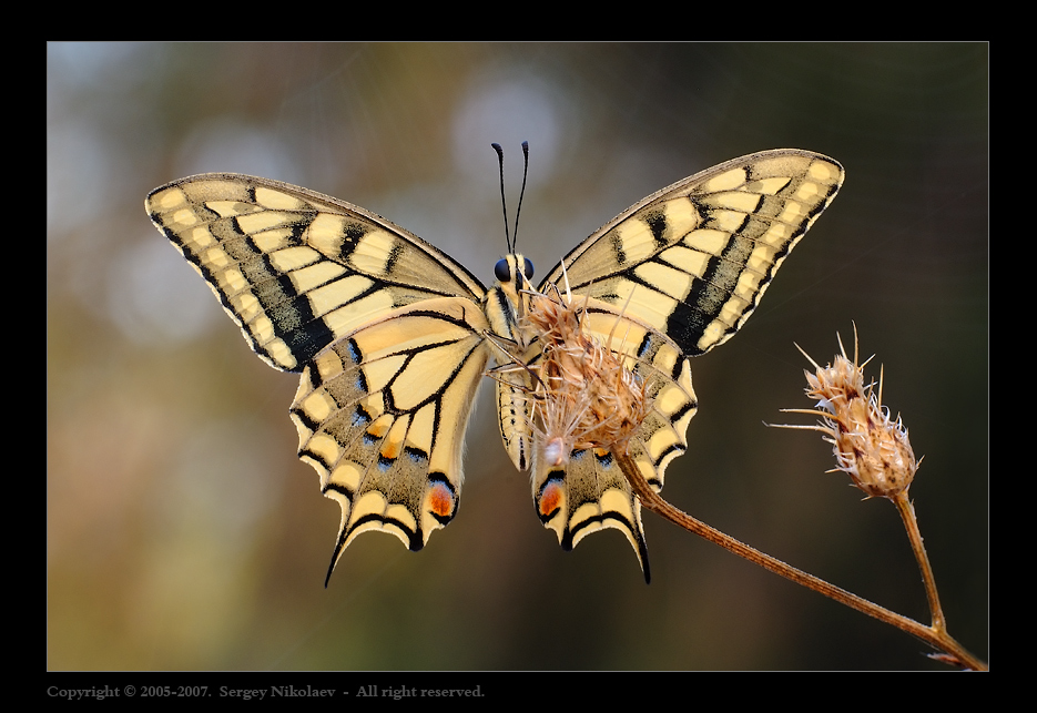 О некоторых опасностях отдыхающих махаонов (Papilio machaon) 