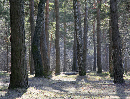 Весенний лес