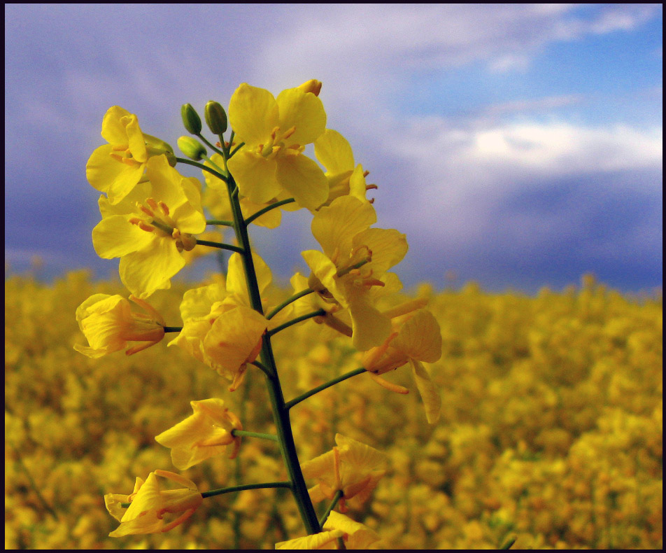 Флаг Украины